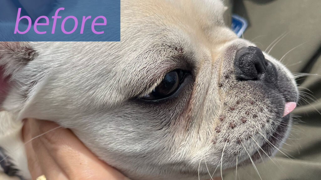 【実体験】愛犬の涙やけ改善のために試したこと5選