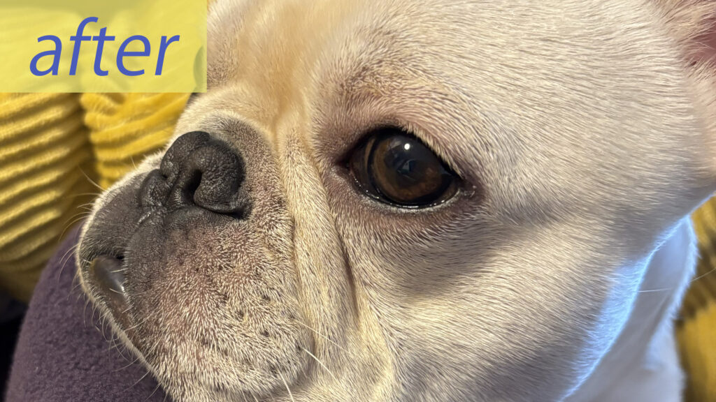 【実体験】愛犬の涙やけ改善のために試したこと5選 1