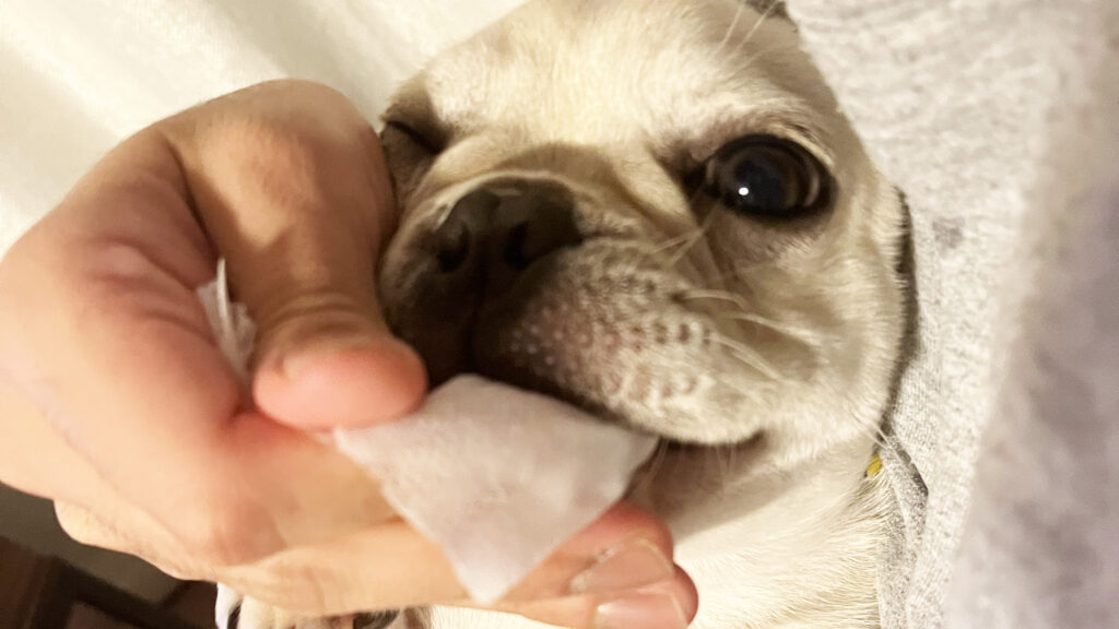 【実体験】犬の歯みがき、いつから始める？パピー期からの習慣化が成功の鍵 2