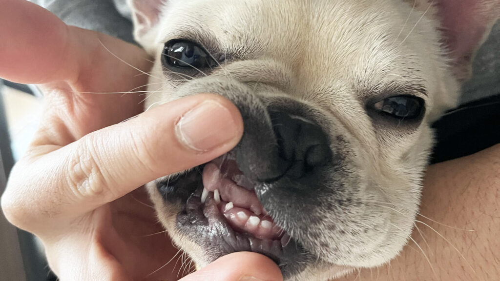 【実体験】犬の歯みがき、いつから始める？パピー期からの習慣化が成功の鍵