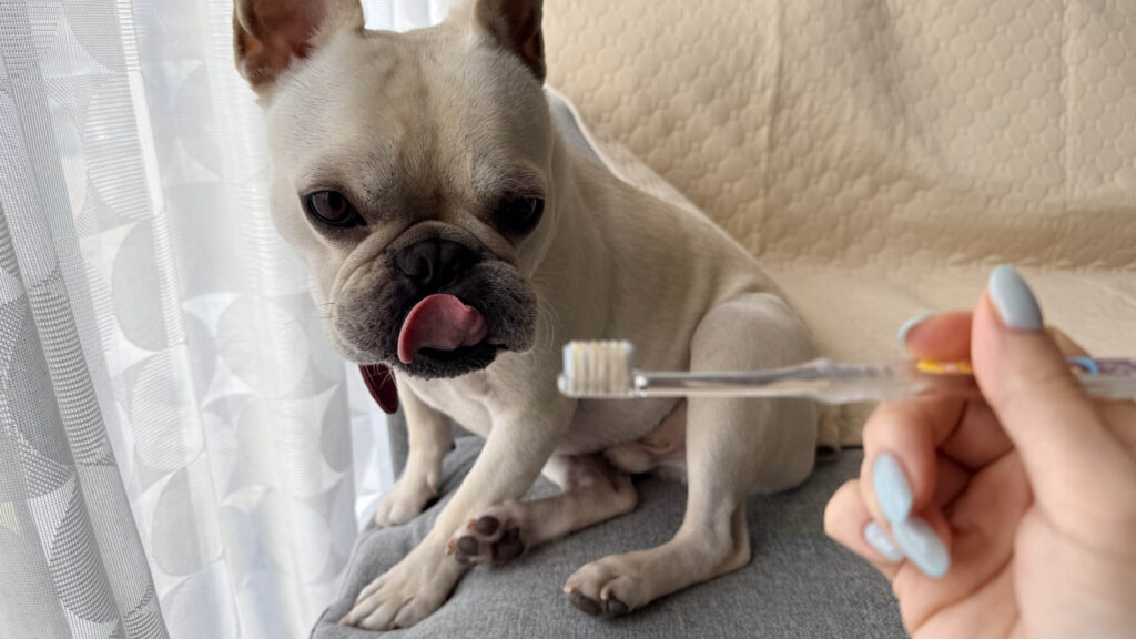 【実体験】犬の歯みがき、いつから始める？パピー期からの習慣化が成功の鍵 3